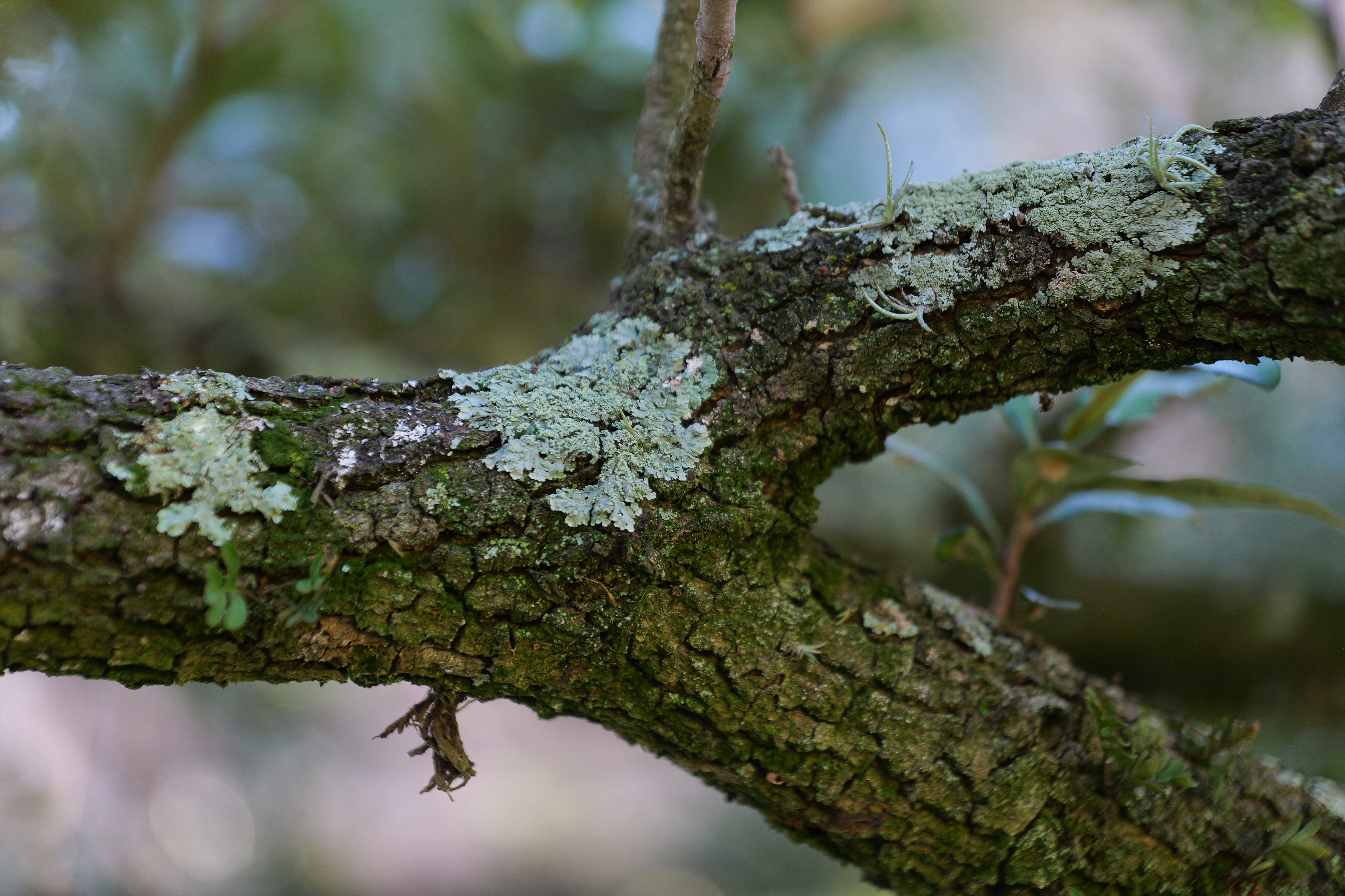 What’s on my tree? Crusty, scaly lichens are friends, not foes 